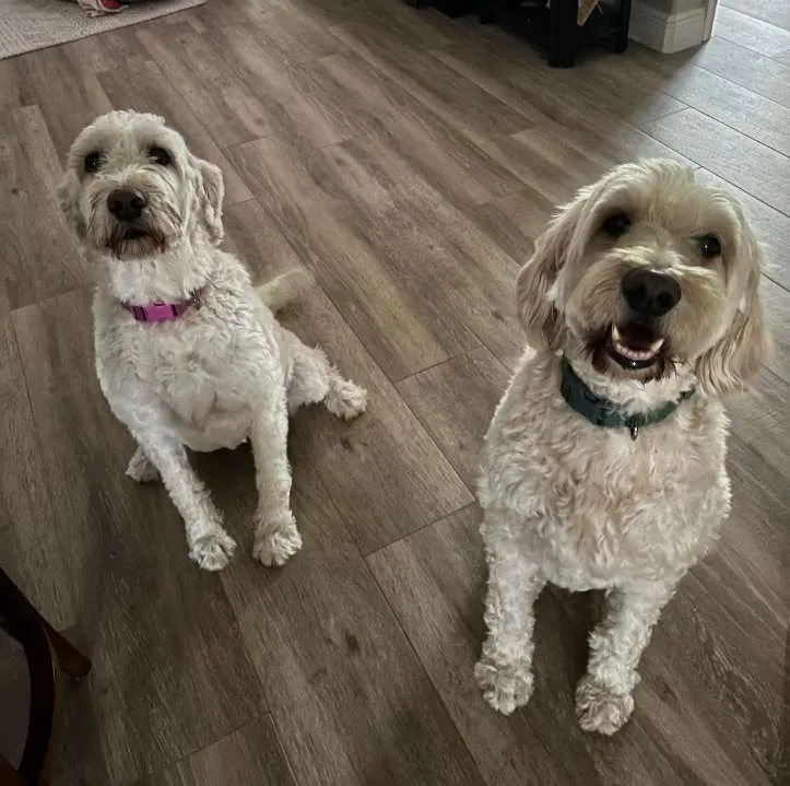 Dog sitting for goldendoodles in Elizabethtown area