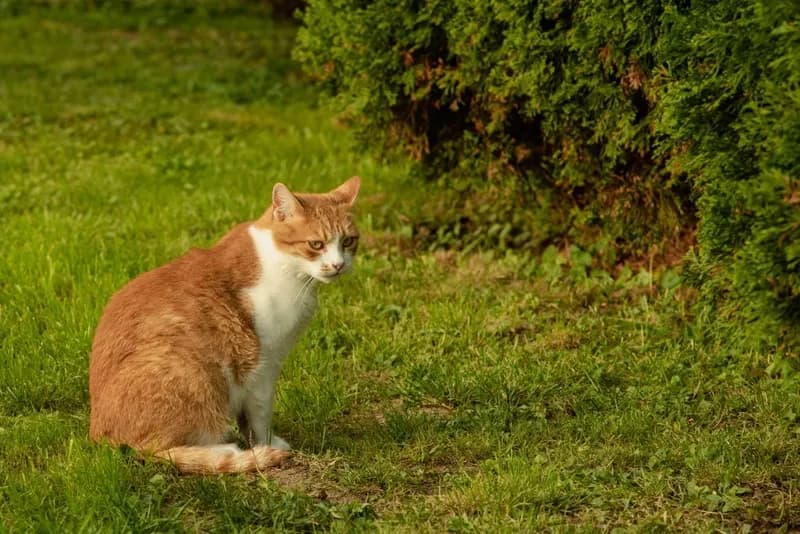Orange tabby cat outdoors receiving cat care services in Elizabethtown PA