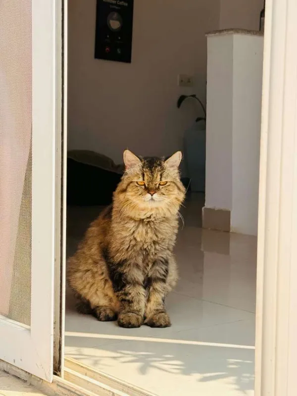 Fluffy tabby cat enjoying Big Mike cat sitting services