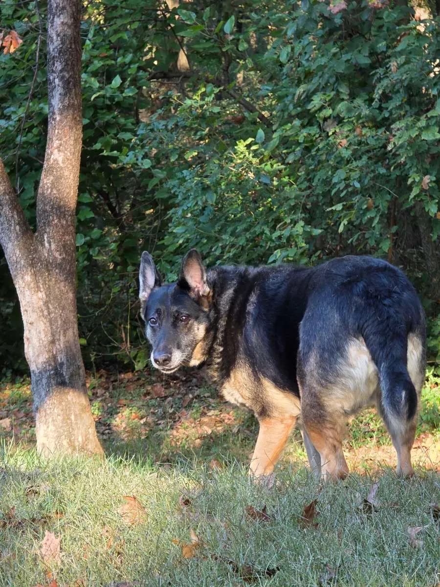 Happy dog enjoying professional pet sitting care in Elizabethtown PA