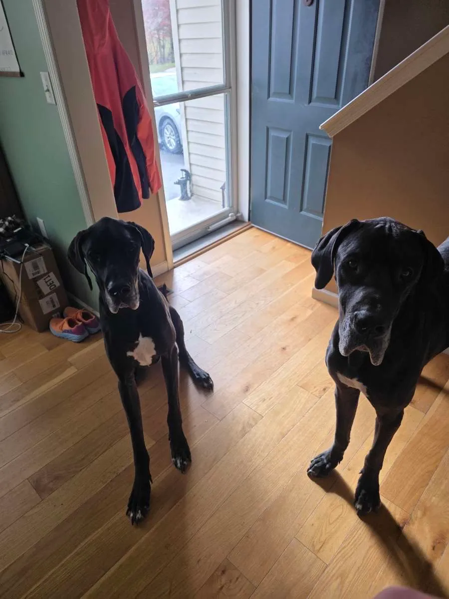 Trusted pet sitter caring for family dog in Elizabethtown area