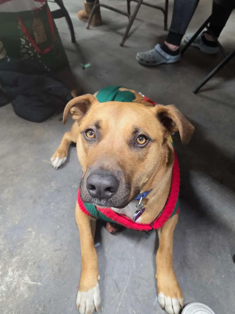 Professional dog walking and pet care in central PA