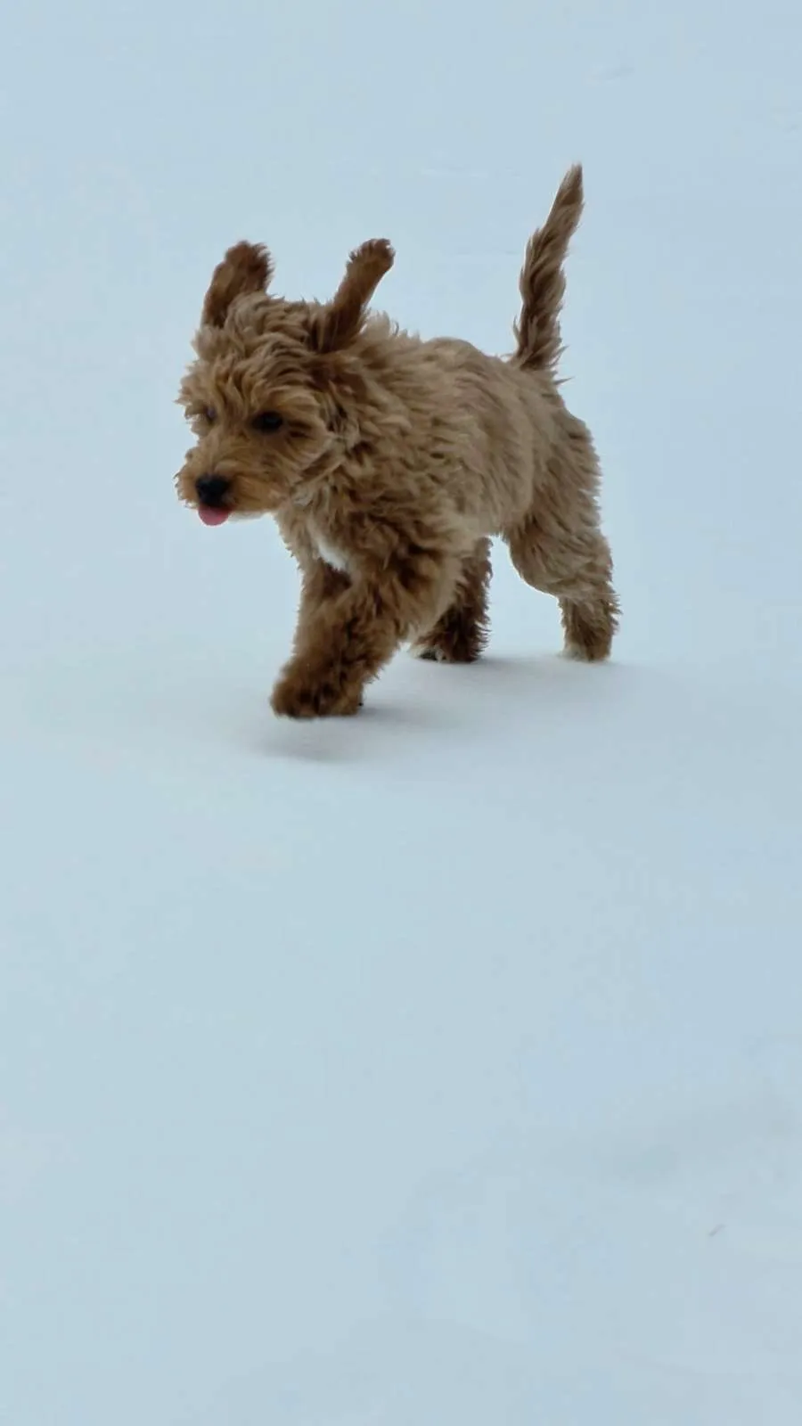 Goldendoodle puppy running through snow during pet sitting visit in Lancaster County